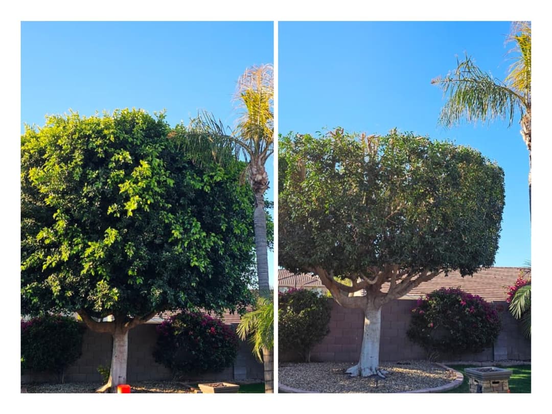 Residential tree trimming service shaping large backyard trees