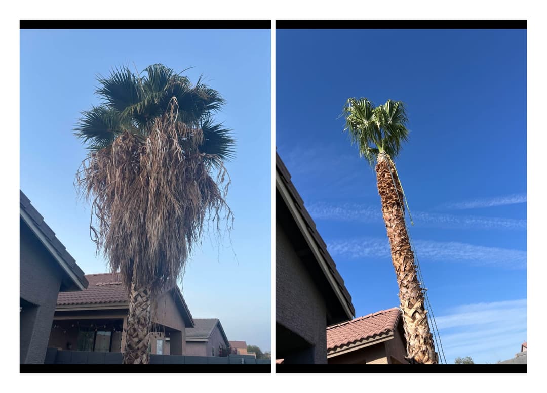 Palm tree before and after trimming — dead fronds removed for a clean and healthy look