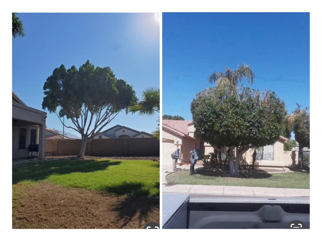 Desert tree pruning to shape canopy and remove excess growth