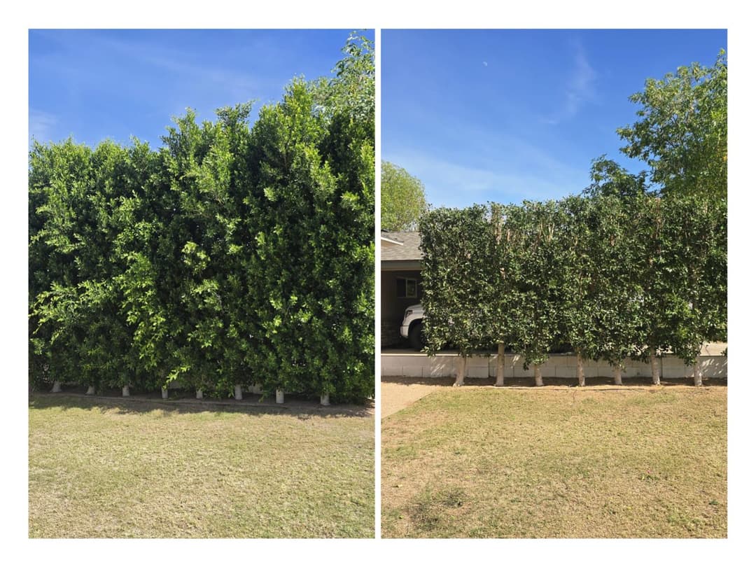 Dense hedge and tree trimming for residential property maintenance
