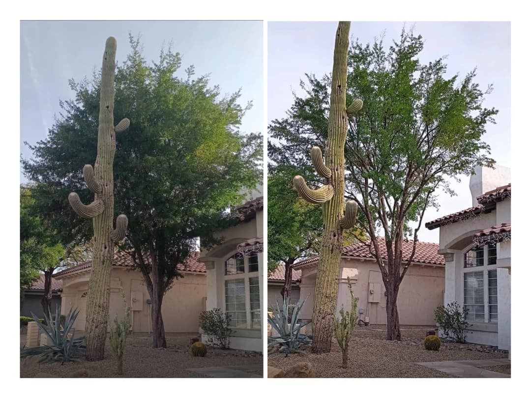 Large green tree canopy maintained with professional pruning