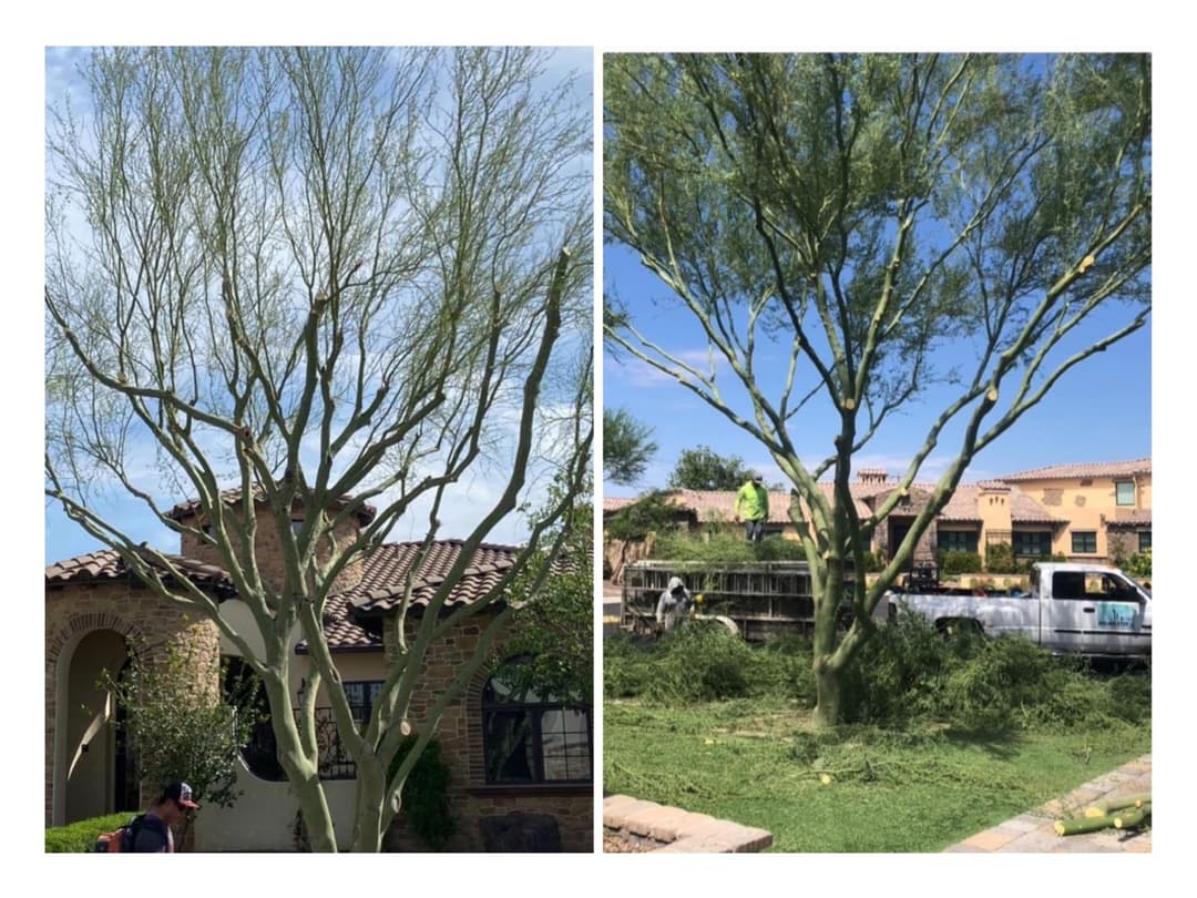 Large tree canopy reduction marked for trimming and safety clearance