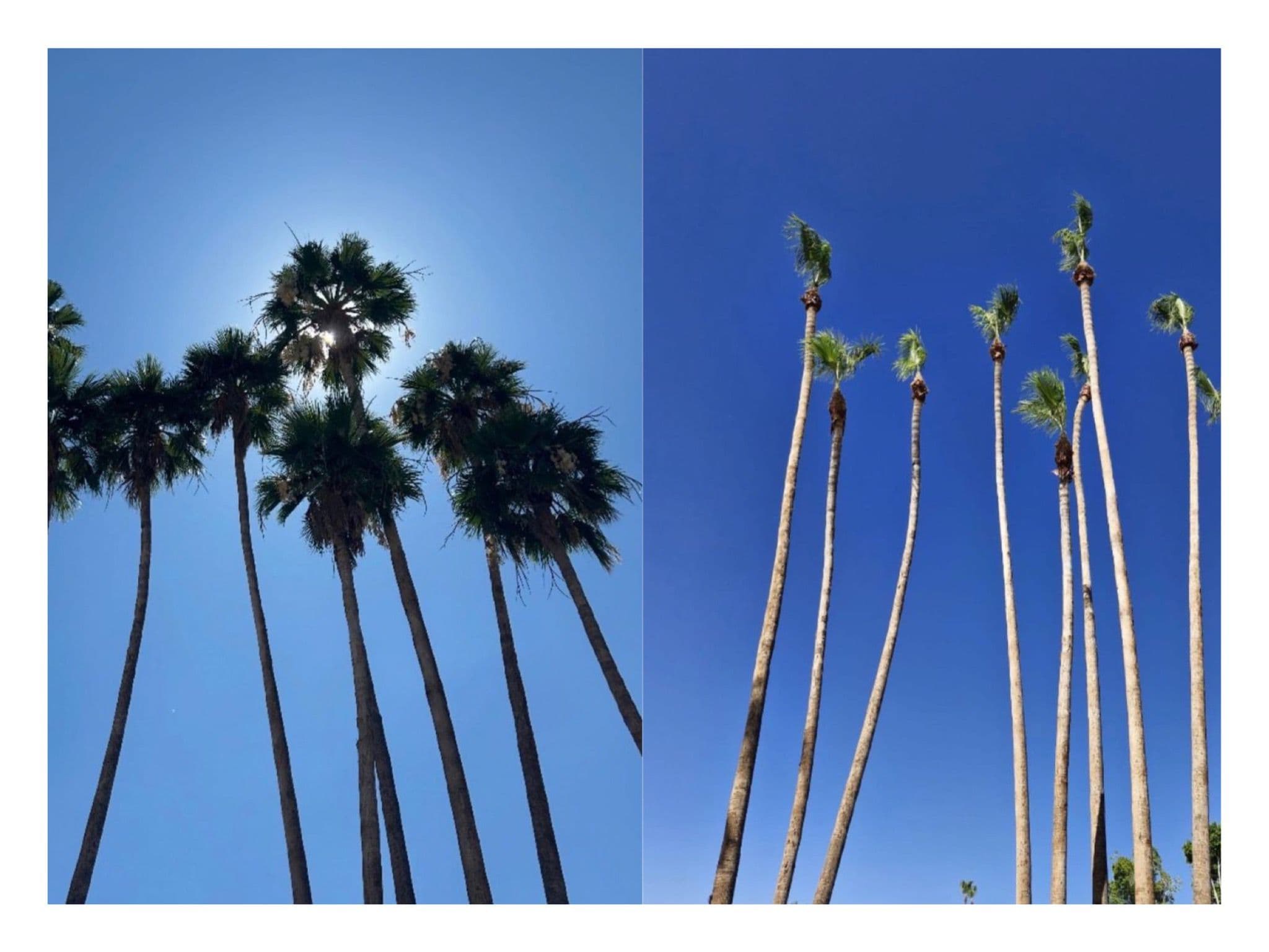 Tall palm trees trimmed and maintained by local Phoenix tree service specialists
