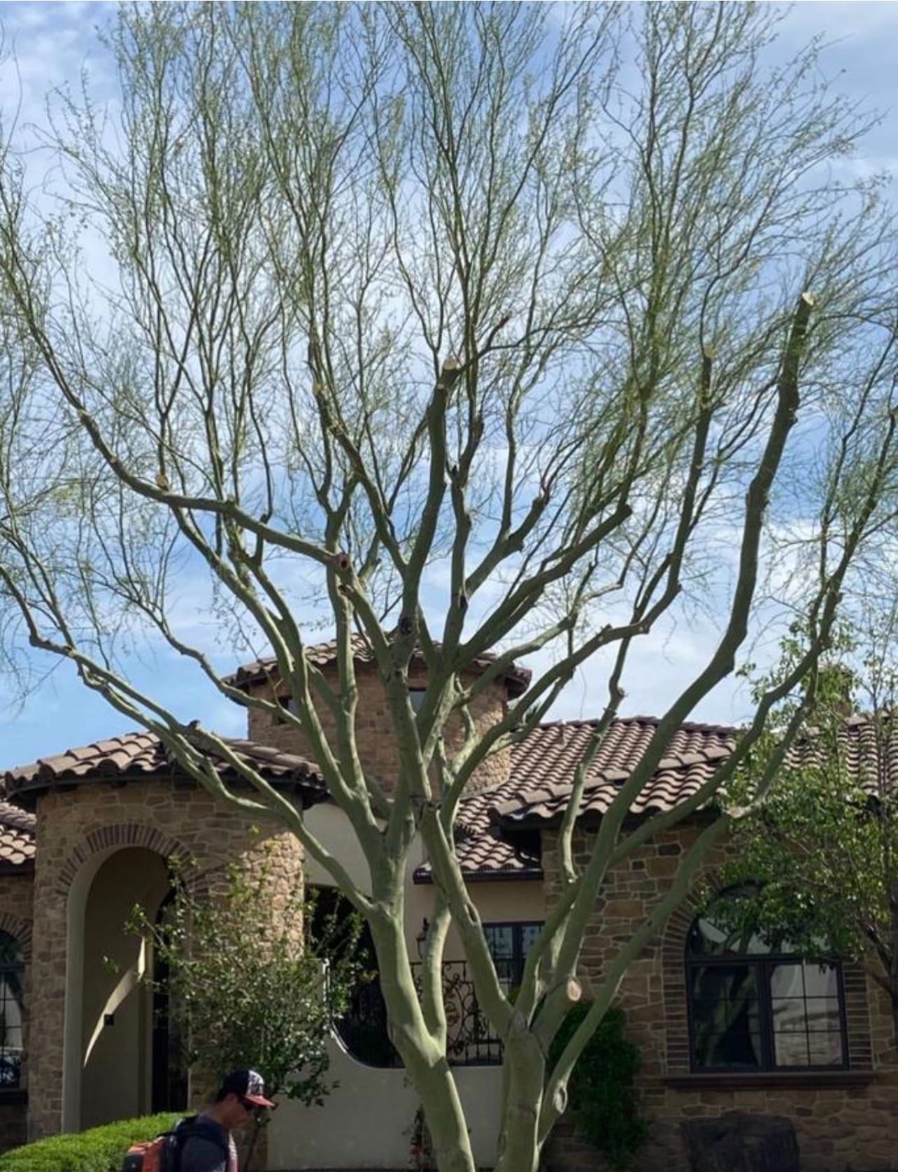 Professional tree trimming and removal services in Phoenix Arizona for residential yard maintenance